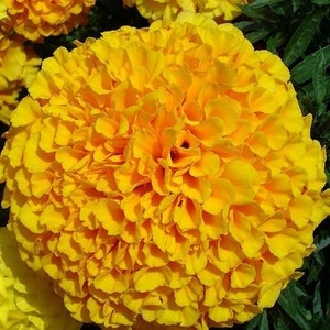 Flores de caléndula “Moonlight” naranja, 1 g / 100 semillas orgánicas, Tagetes erecta, sin OGM