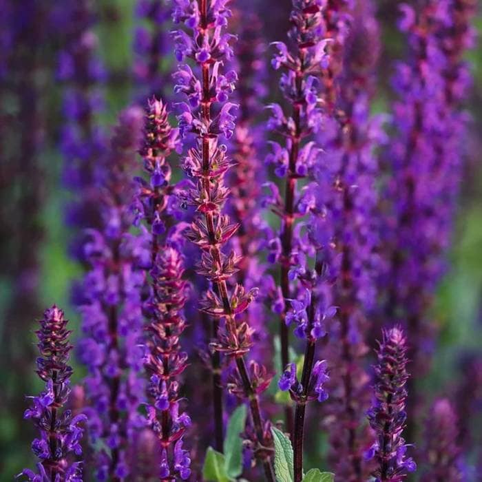 Salvia divinorum サルビア ディビノラム A