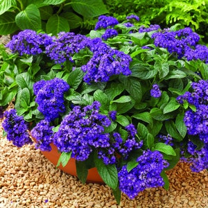 Fragrant Garden Heliotrope Flowers, 0.1g / 100 Seeds, Heliotropium Arborescens, GMO Free