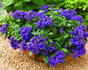 Flores de heliotropo fragantes para jardín, 0,1 g / 100 semillas, Heliotropium arborescens, sin OMG