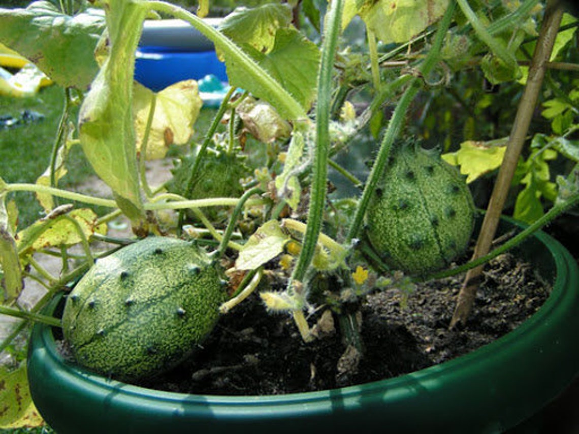 kiwano melon where to buy