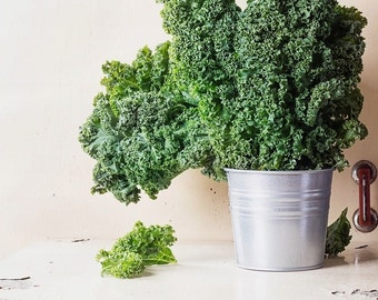 Curly Kale Rossignol, 1g / 100 Organic Seeds, Brassica Oleracea Acephala, GMO Free