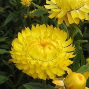 Strawflower Yellow , non GMO, 400 Seeds