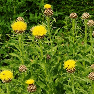 Cornflower yellow,Centaurea Macrocephala, 150 Seeds, Non GMO image 1