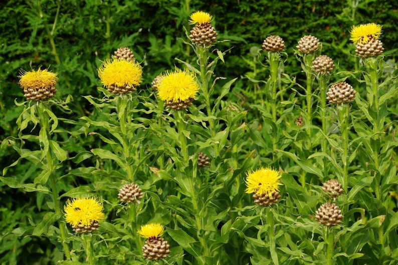 Cornflower yellow,Centaurea Macrocephala, 150 Seeds, Non GMO image 1