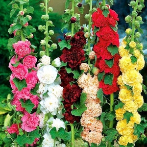 Alcea rosea, Hollyhock Mix colors, biennial, non GMO - Seeds