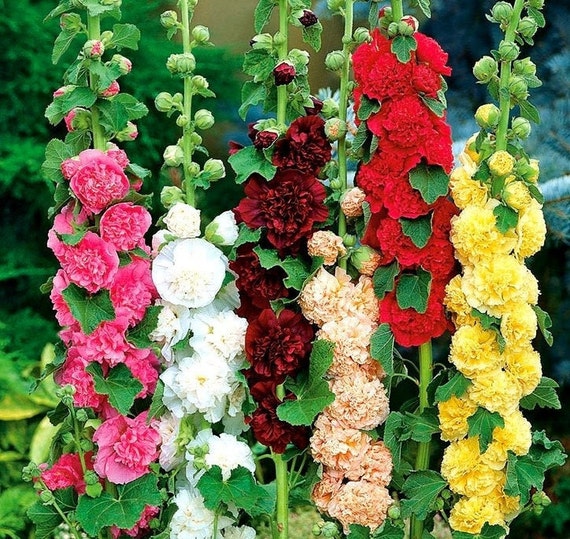 Alcea Rosea, Hollyhock Mix Colors, Biennial, Non GMO Seeds -  Canada