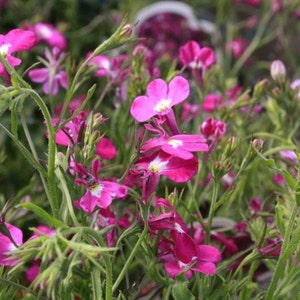 Lobelia Cape Carmine, Pink-Red Flowers non GMO, 0.1g / 200 Seeds Lobelia Erinus image 4