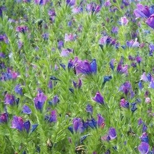 Purple Viper's Bugloss Echium Plantagineum, Gemengde kleuren, GMO vrij, 250 zaden afbeelding 6
