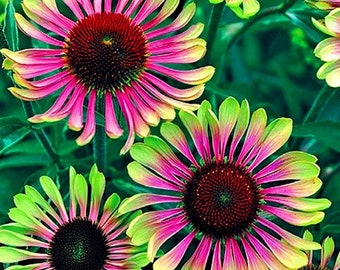 Equinácea verde Twister, libre de OMG, 50 semillas
