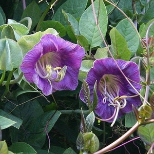 Cathedral Bells PURPLE Climbing Kobea - GMO Free - Seeds