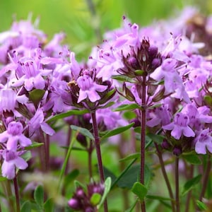 Creeping Thyme, Thyme Sand, 0.1g / 300 Seeds, Thymus Serpyllum, GMO FREE
