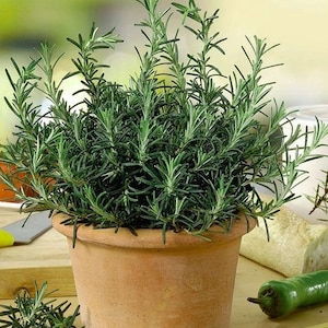 Rosemary - 0.1 g / 50 Seeds - Rosmarinus officinalis - non GMO