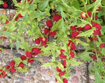 Leafy Goosefoot Strawberry Sticks, 0.1g / 50 Organic Seeds, Chenopodium Foliosum, GMO Free