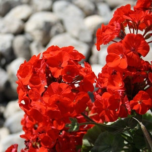 Red Geranium Pelargonium, non GMO - Seeds