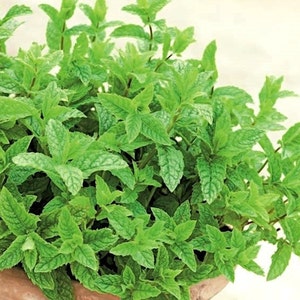 Op de afbeelding: Een close-up van een weelderige groene plant met levendige bladeren. De plant is waarschijnlijk een soort munt, bekend om zijn frisse aroma en culinaire toepassingen.