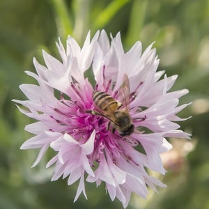 Korenbloem, Bachelor&#39;s Button, GMO-vrij, 250 zaden