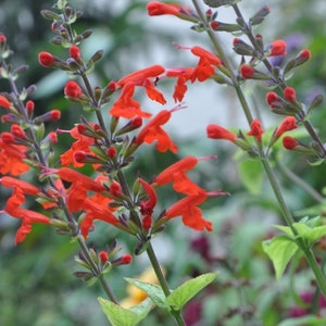 Salvia coccinea, Blood sage, Scarlet sage, Texas sage, Tropical sage red, 0.2 g / 100 Organic Seeds, GMO Free