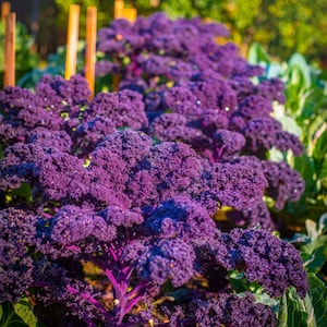 Curly Kale Scarlet, 1g / 150 Seeds, Brassica Oleracea Acephala, GMO Free