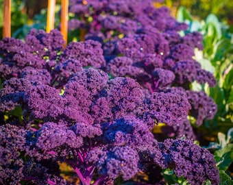 Curly Kale Scarlet, 1g / 150 Samen, Brassica Oleracea Acephala, GMO Frei