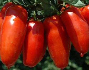 Veldtomaat San MARZANO 3/Italiaanse tomatenzaden/50 zaden/0,3g/GMO-vrij