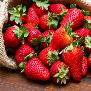 Strawberry Temptation / Fragaria x ananassa / Very sweet. Easy growing seeds image 3