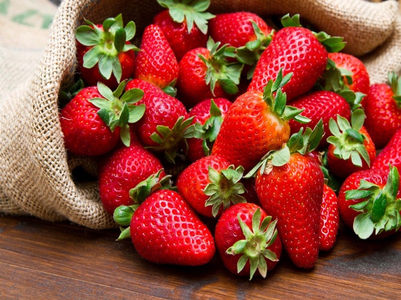 Strawberry Temptation / Fragaria x ananassa / Very sweet. Easy growing seeds image 3