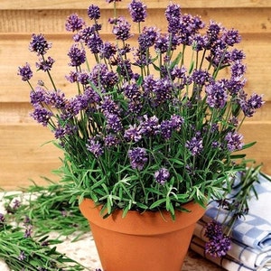 Medical Lavender, non GMO - Seeds