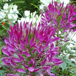 Kleoma Cleome spinosa, GMO free, seeds
