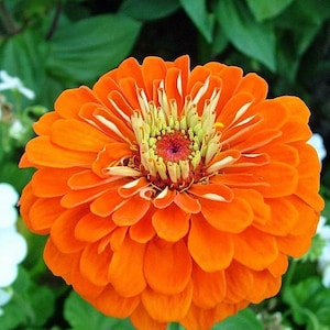 Zinnia Flower Orange King, GMO free, 100 seeds