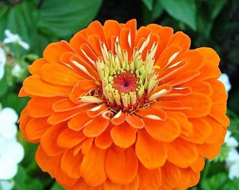 Zinnia Flower Orange King, GMO free, 100 seeds