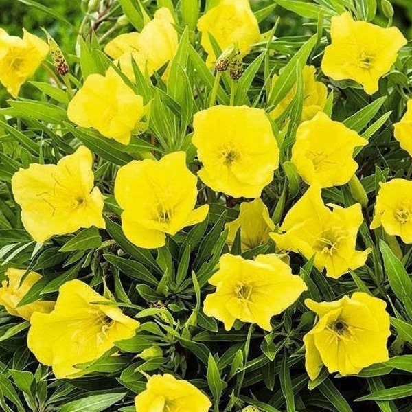 Missouri Evening Primrose, bigfruit evening primrose, Ozark sundrop, non GMO - Seeds