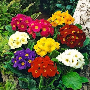 Primrose Mixed Colors, 0.1 g / 100 Seeds, Primula elatior, GMO free image 1