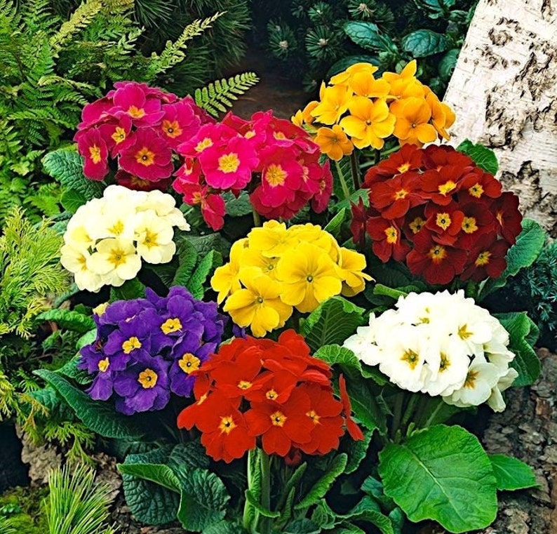 Primrose Mixed Colors, 0.1 g / 100 Seeds, Primula elatior, GMO free image 1