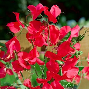 Fragrant Lathyrus Odoratus, Sweet pea, Red color GMO Free 25 seeds image 1