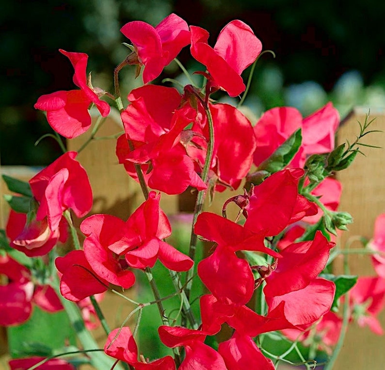 Fragrant Lathyrus Odoratus, Sweet pea, Red color GMO Free 25 seeds image 1