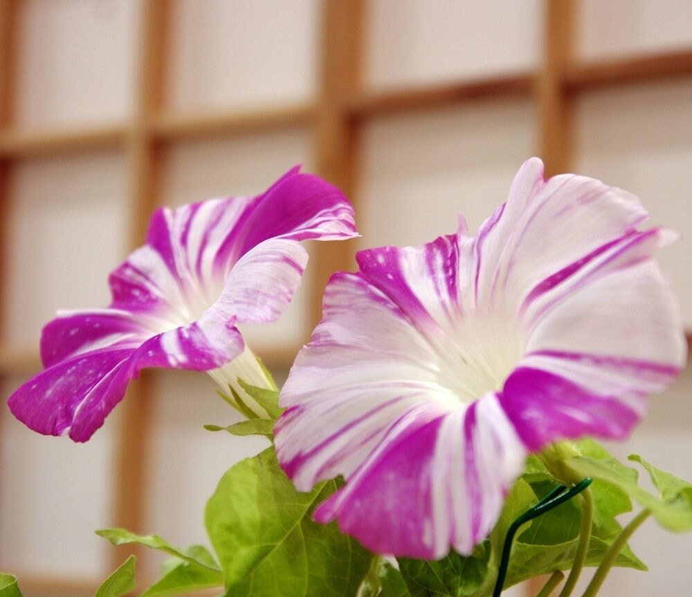 Semi Di Ipomea Arlecchino - Confezione Da 50 Semi Per Giardino O Vaso