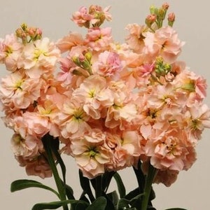 Jardin, Matthiola incana, Brompton, giroflée, Fleurs saumon - 0,5 g / 100 graines, Matthiola incana - Sans OGM