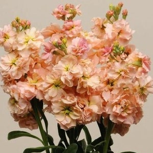 Garden Stock, Matthiola incana, Brompton stock, gilly-flower, Salmon Colored Flowers 0.5 g / 100 Seeds, Matthiola incana Non GMO image 1