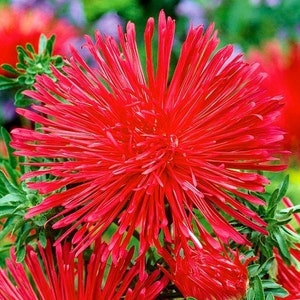 May include: A close-up of a bright red aster flower with long, thin petals. The flower is in full bloom and has a vibrant, almost neon-like colour.