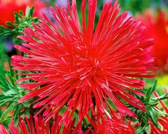 Aster Tall Needle Red, non GMO, 200 seeds