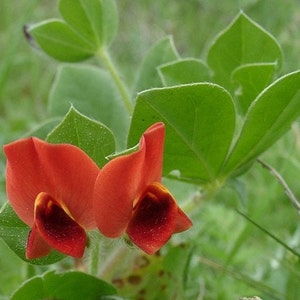 Tetragonolobus purpureus, Lotus tetragonolobus, asparagus-pea, winged pea, non GMO Seeds image 2