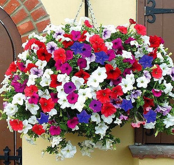 GMO free 200 seeds Climbing Petunia Mixed Colors GMO free 200 seeds Climbing Petunia Mixed Colors