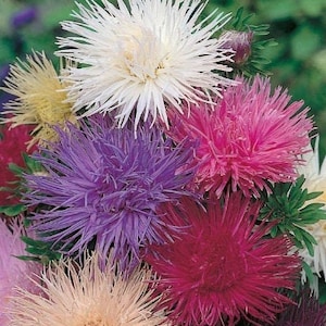 May include: A bouquet of colourful aster flowers in shades of white, pink, purple, and red. The flowers have a spiky, star-shaped appearance.