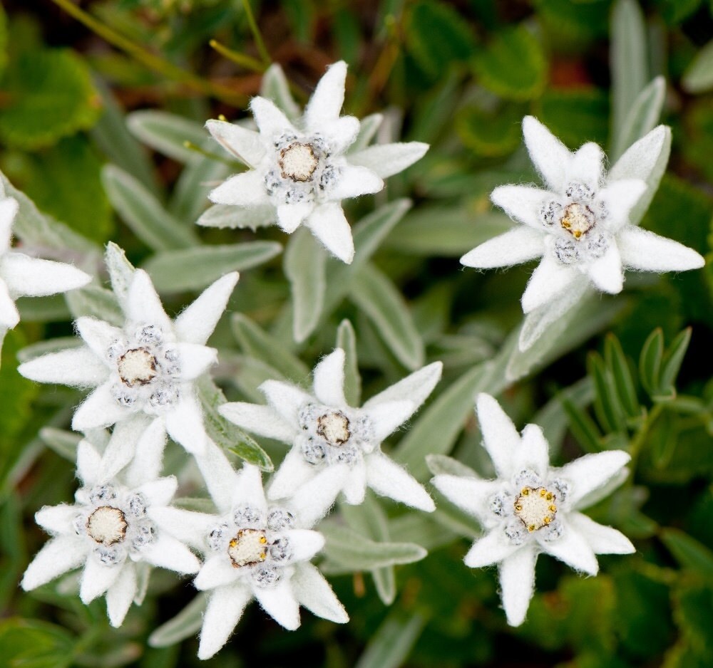 Alpine Edelweiss Gmo Free 50 Seeds Etsy Australia