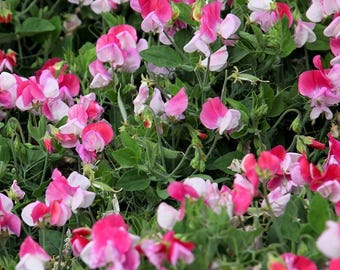 Guisante de olor enano fragante PINK CUPID, 1 g / 10 semillas, Lathyrus Odoratus, libre de OGM