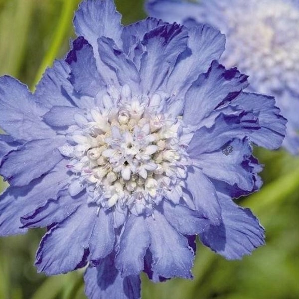 Scabiosa caucasica - Flor de alfiler caucásica - Flor de alfiler - Sarna caucásica - Colores mixtos - no transgénicos - 20 semillas