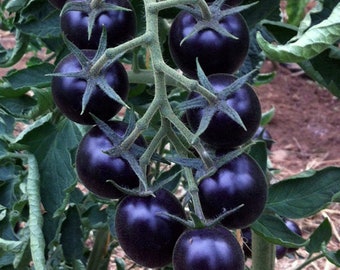 Schwarze Tomate Blackball, 0,3 g/50 Samen, Solanum lycopersicum, GMO Free
