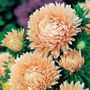 May include: A bouquet of peach-coloured aster flowers with green foliage. The flowers have a fluffy, layered appearance.