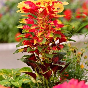 Amaranth Tricolor, non GMO - Seeds